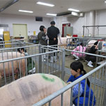 家畜衛生対策推進協議会主催の「平成２８年度産業動物臨床実習（豚専攻）」が本年度も本学で開催されました