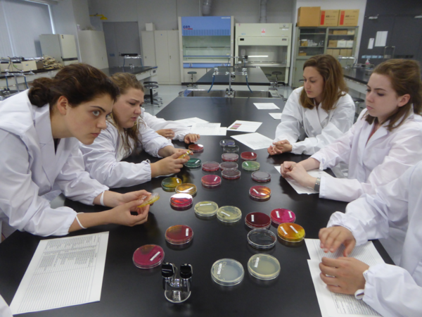 培養後の細菌を同定するオハイオ州立大学生（Ohio State Univ. students trying to identify the bacteria culture.）