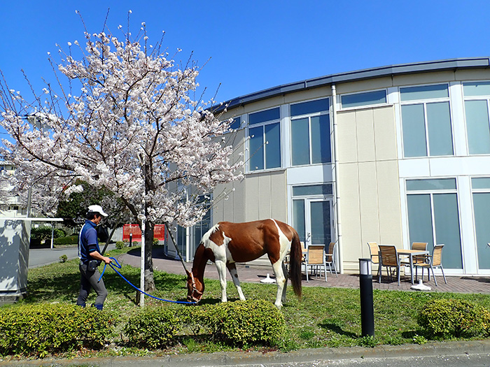 いのちの博物館さくらと馬