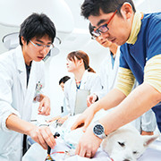 Veterinary Medicine