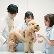 Veterrinary nursing and health science