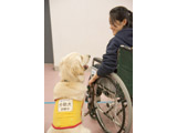Research into the development of efficient training systems for assistance animals (a golden retriever which has received daily training as a service dog)