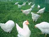 Research into the grazing and breeding of poultry (laying hens feeding on grass)