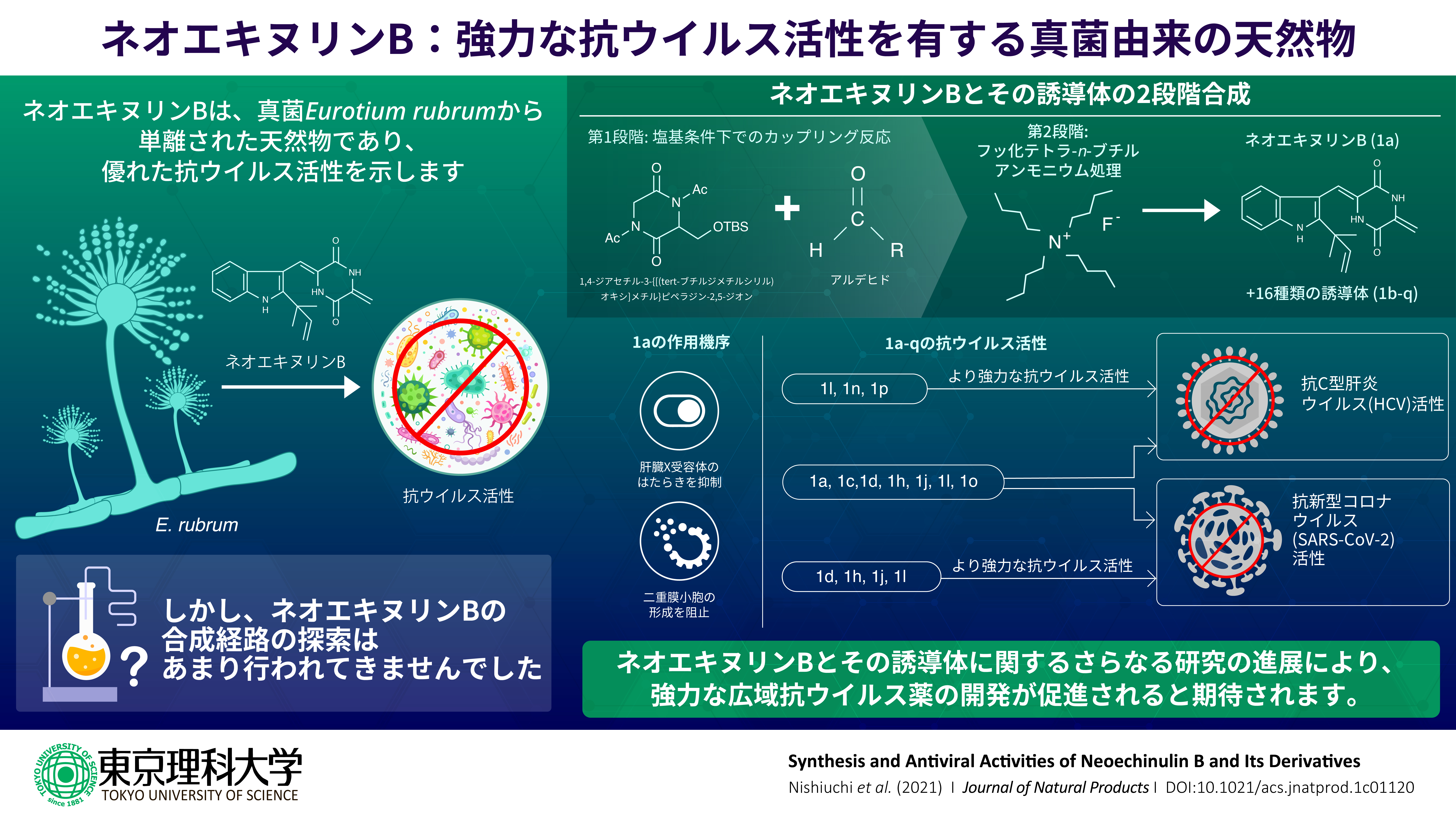 ネオエキヌリンB：強力なウイルス活性を有する真菌由来の天然物