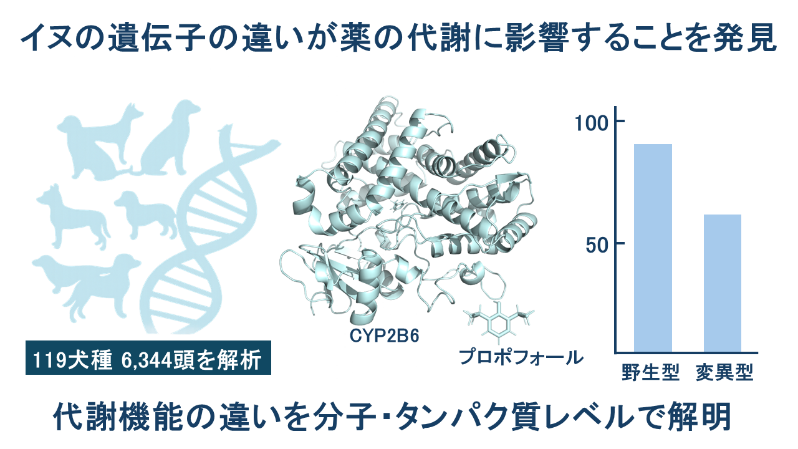 イヌの遺伝子の違いが薬の台車に影響することを発見