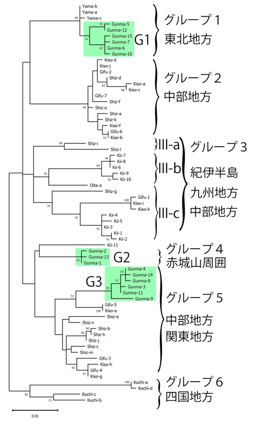 図 ニホンカモシカのミトコンドリアDNAハプロタイプに基づく最大尤度系統樹