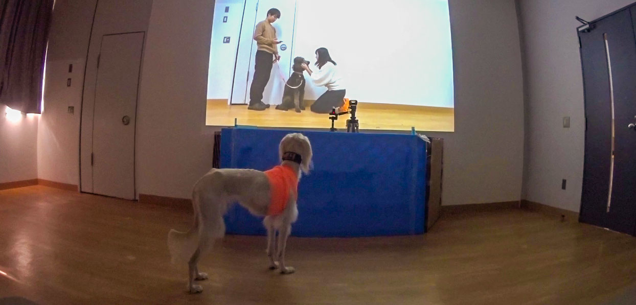 事前に撮影した飼い主が他のイヌをなでる動画を壁に投影。その動画をみているイヌの様子。胸部のオレンジ色のバンドは、心電計の電極を固定するために巻いている。