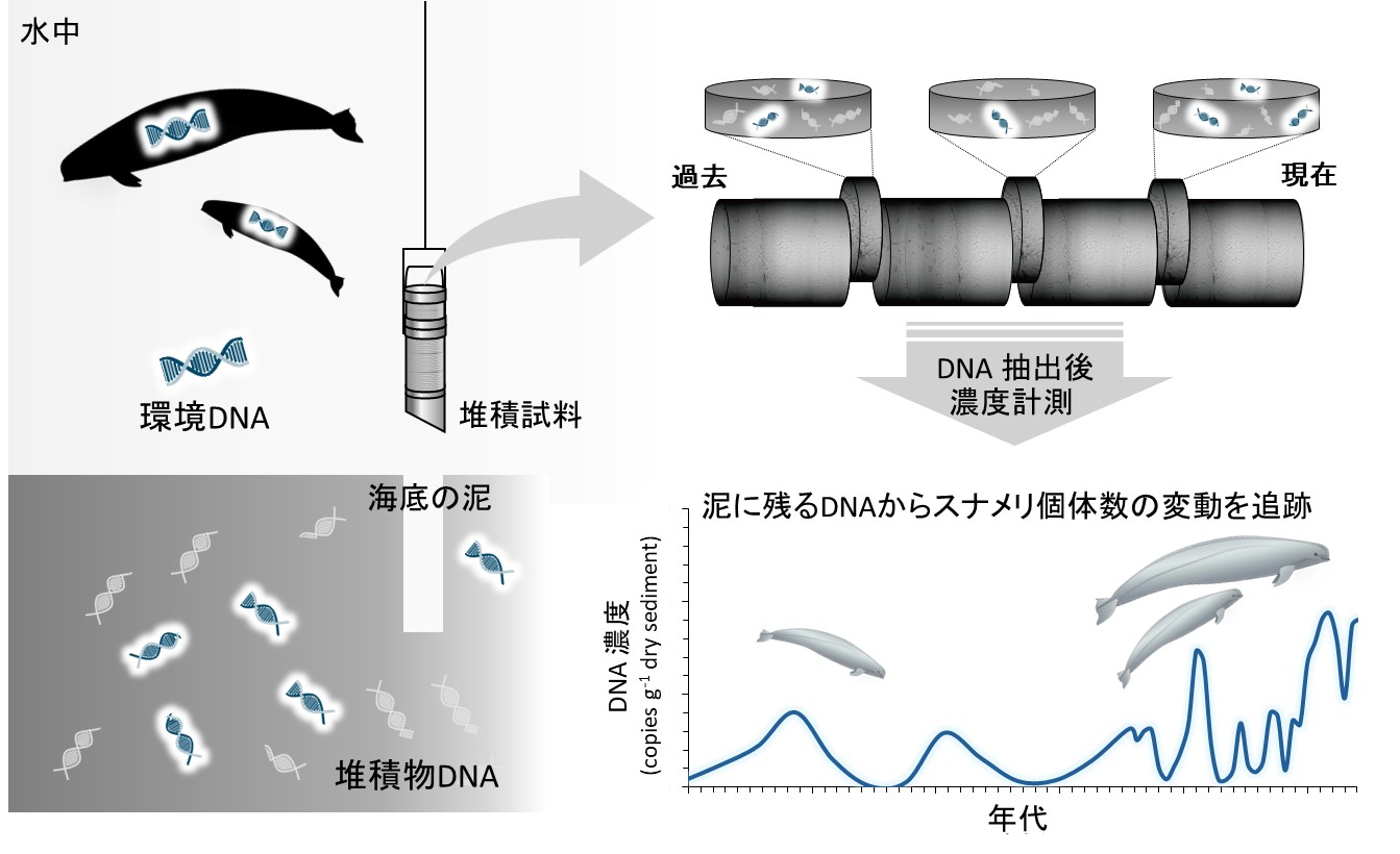 本研究の概念図。海底の泥に残る環境DNA(堆積物DNA)を用いて、スナメリに特異的なDNAを計測し、その濃度変化から、スナメリ個体群の長期的な変化を明らかにする