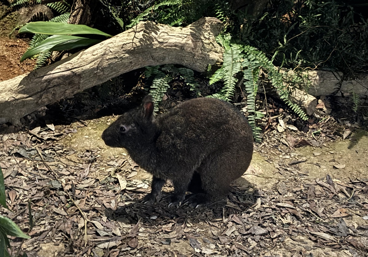 アマミノクロウサギ