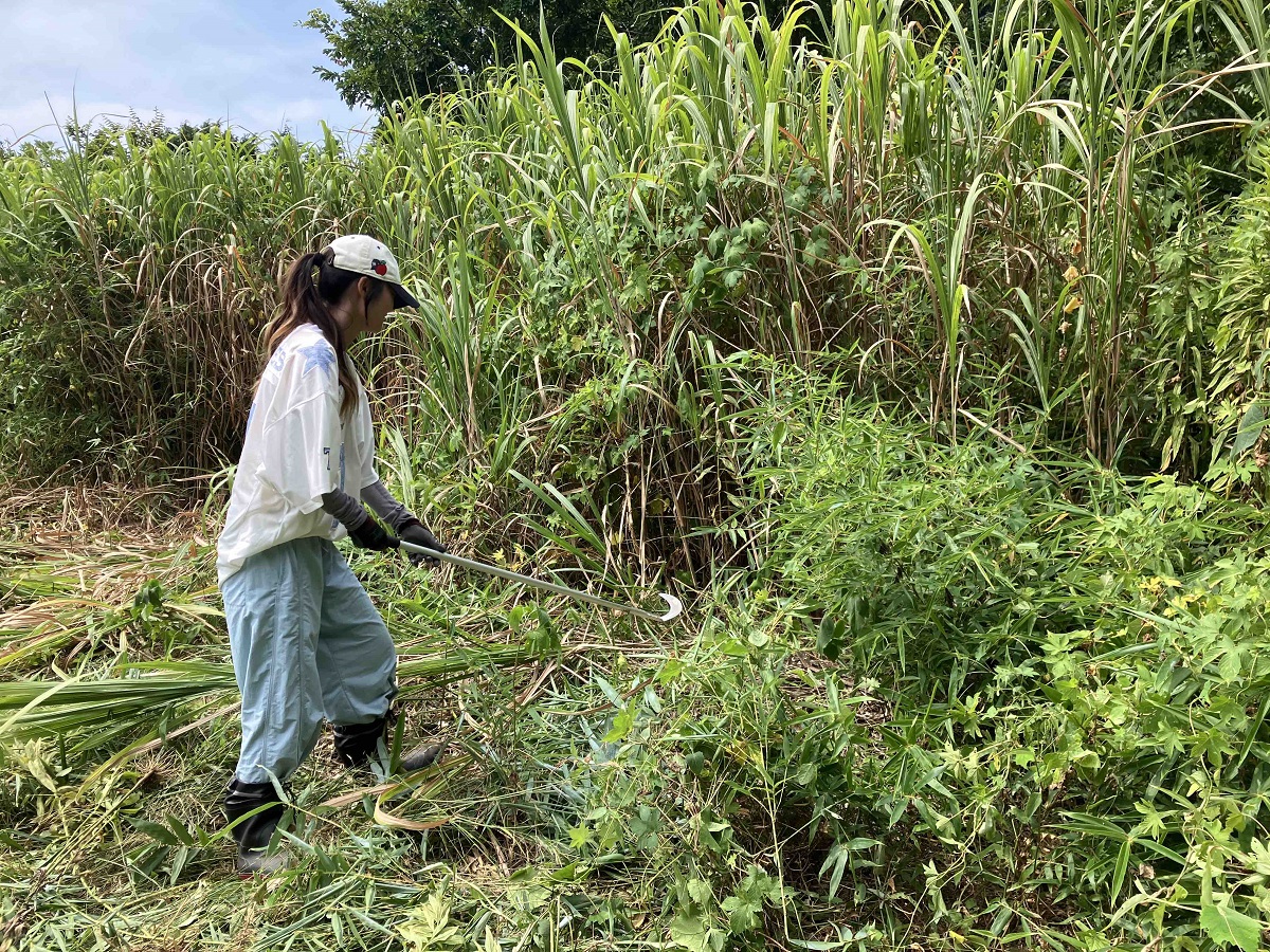 大磯町で草刈り