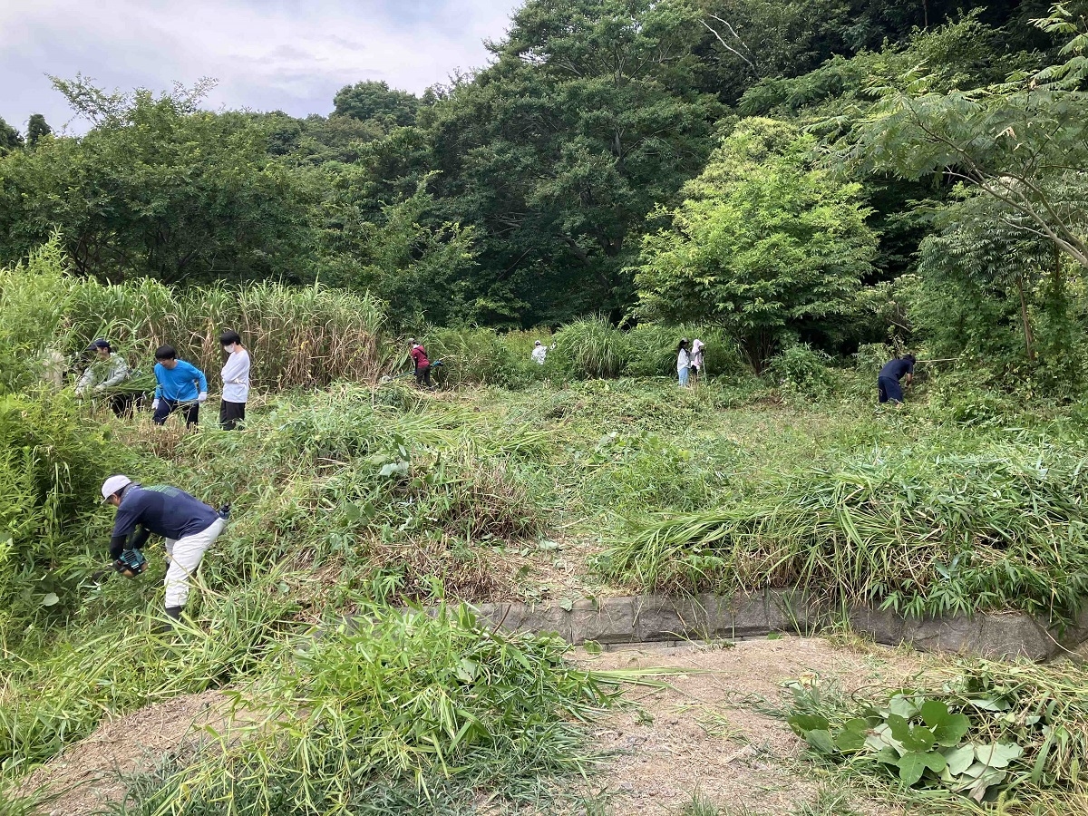 大磯町で草刈り