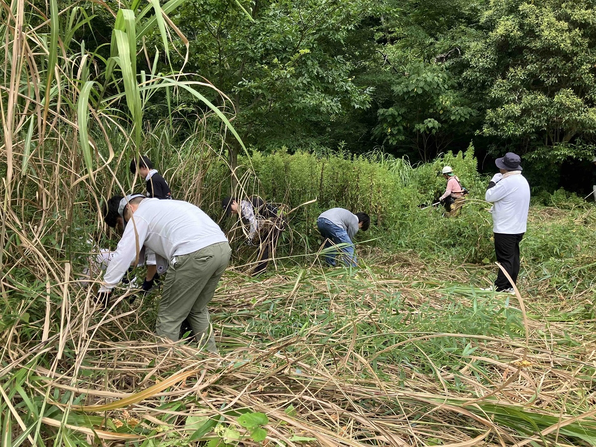 大磯町で草刈り