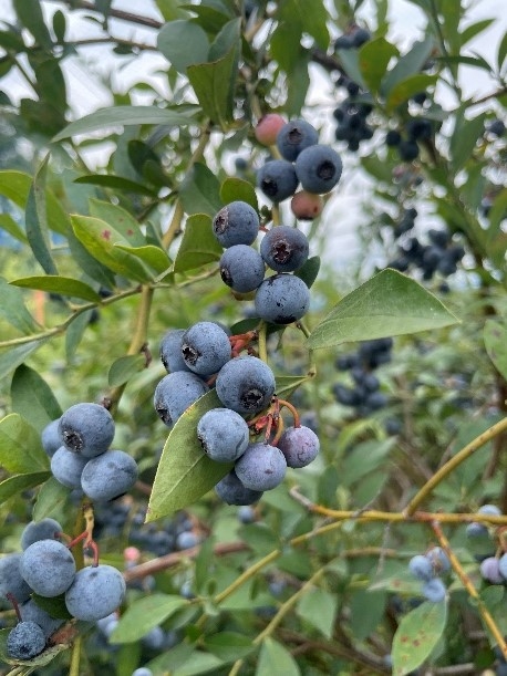 麻布大学開発ハーブティーのもとブルーベリー