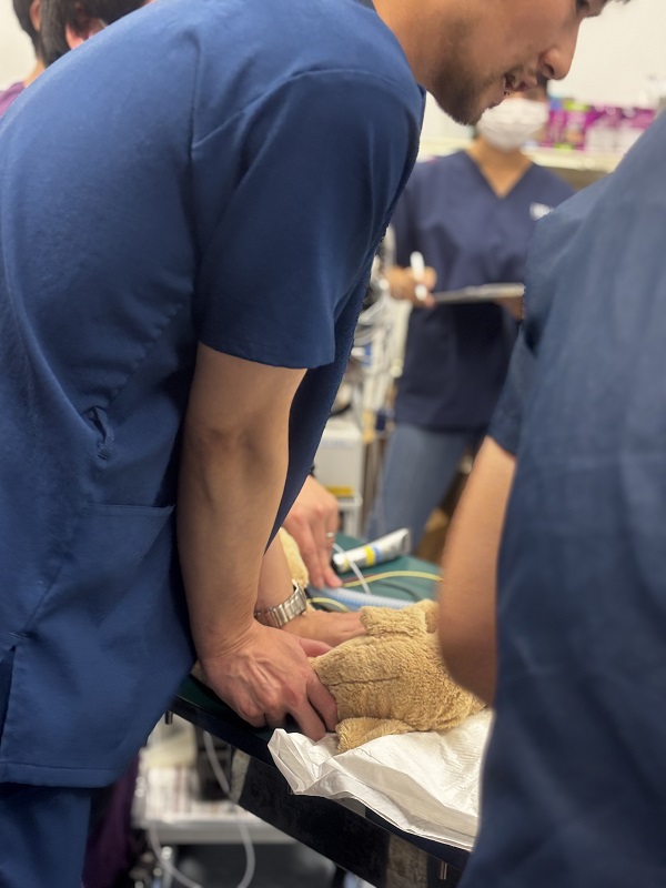 講習風景(心臓マッサージ)