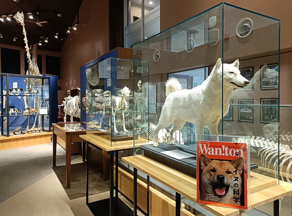 いのちの博物館縄文柴犬と「ワントン」