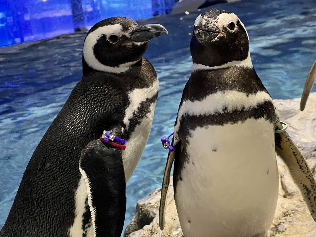 すみだ水族館のマゼランペンギン