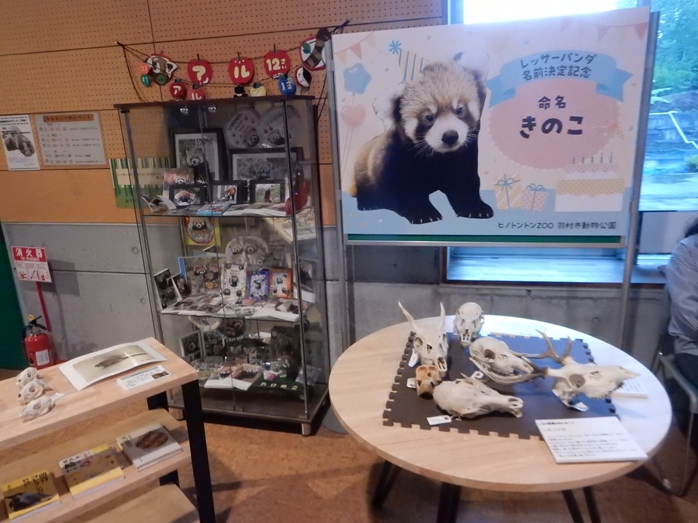 羽村市動物公園レッサーパンダ