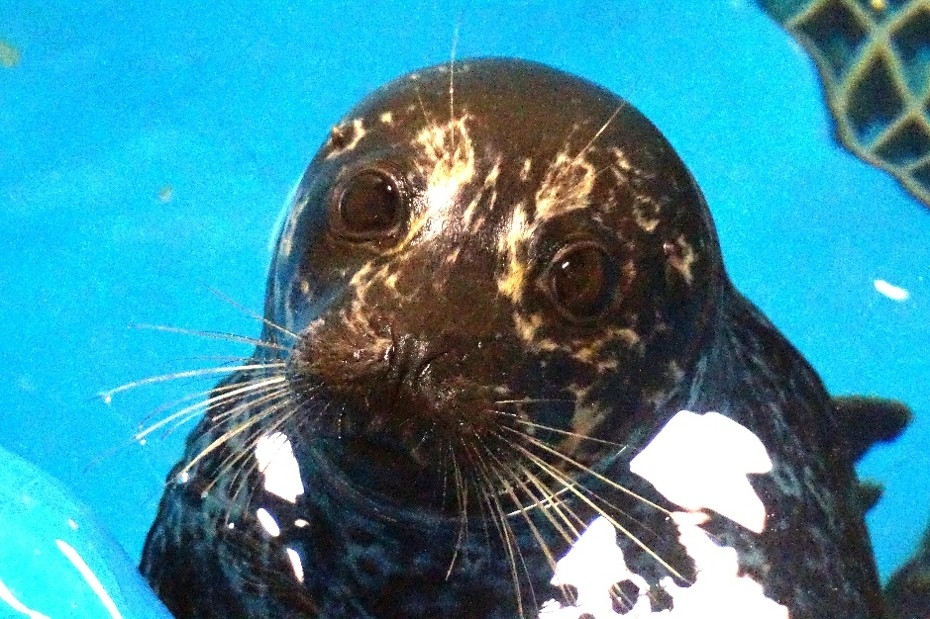 青森県浅虫水族館で飼育されているゼニガタアザラシ「静」