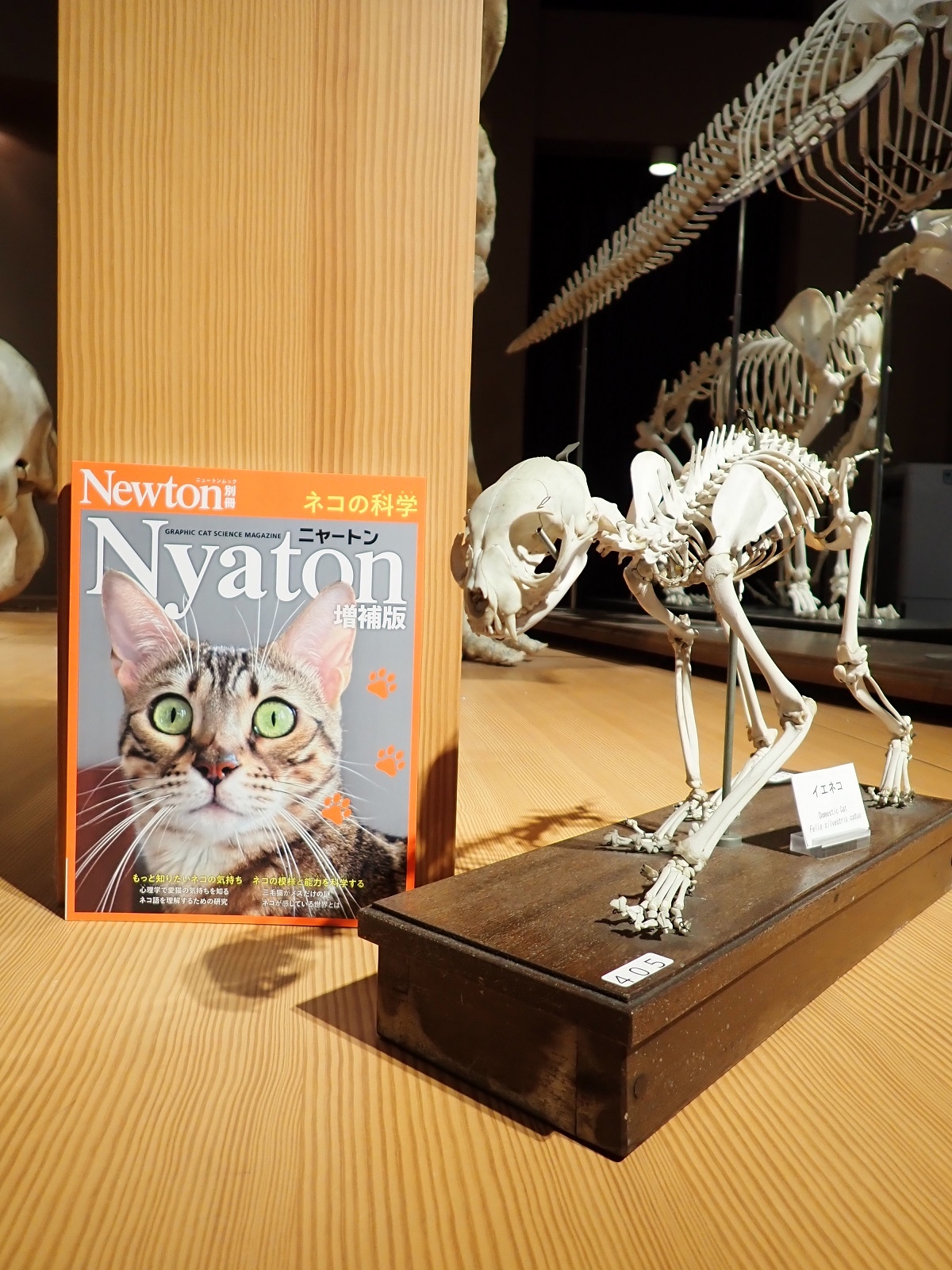 いのちの博物館縄文柴犬と「ワントン」