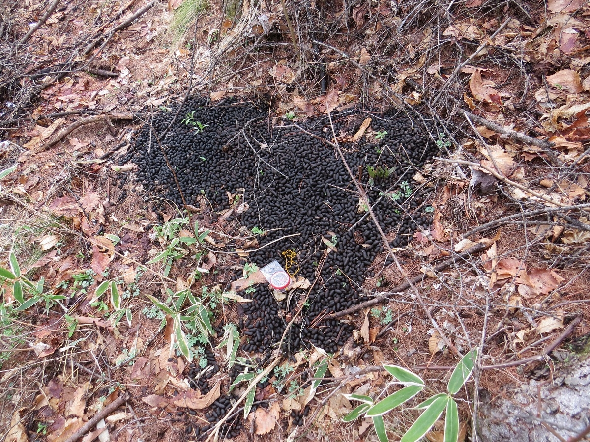 ニホンカモシカのため糞