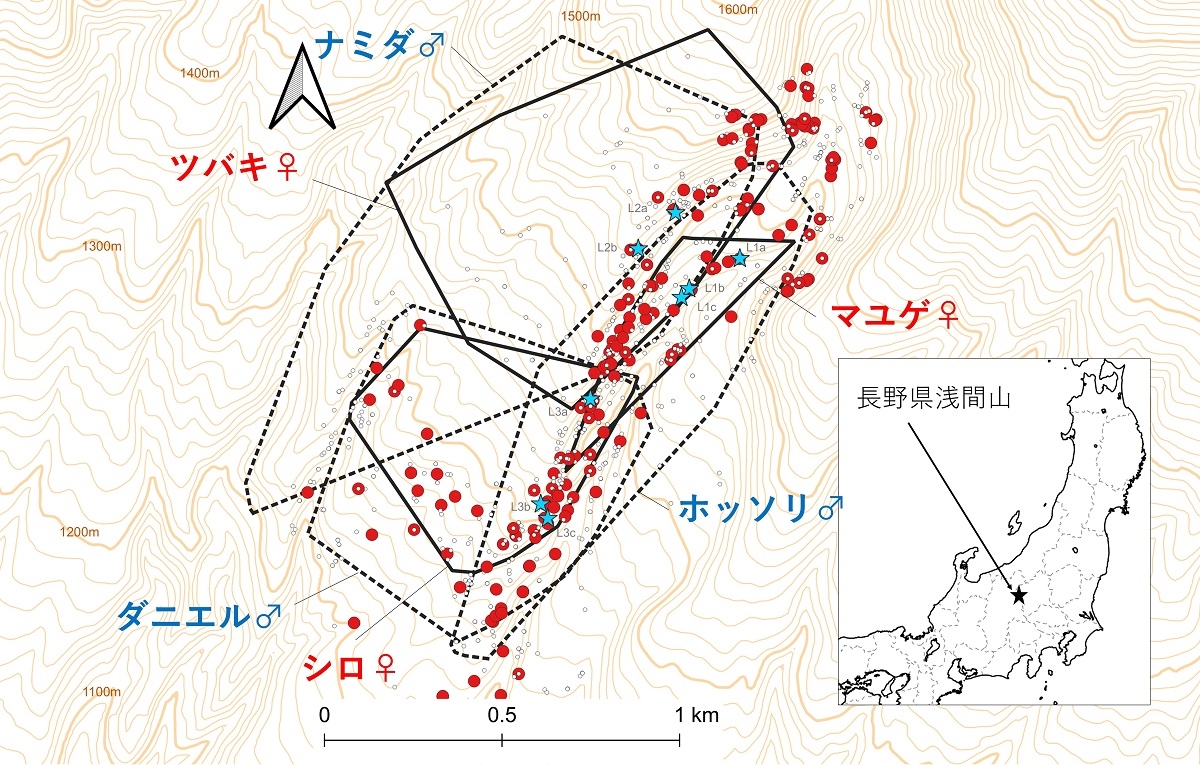 ニホンカモシカの行動圏
