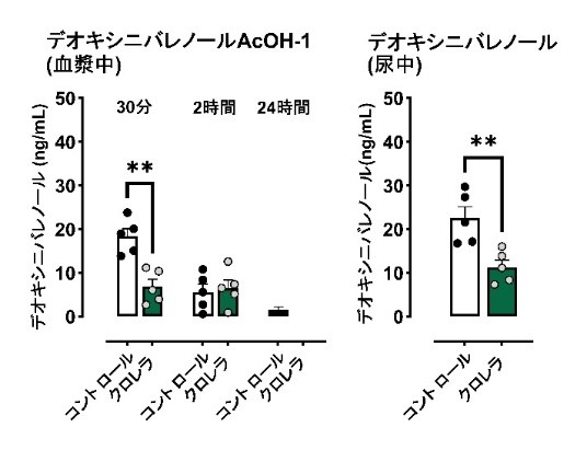 血漿中、尿中のデオキシニバレノールの濃度