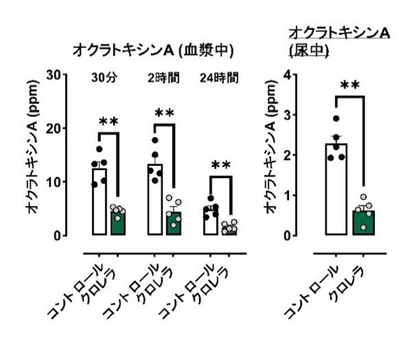 血漿中、尿中のオクラトキシンAの濃度