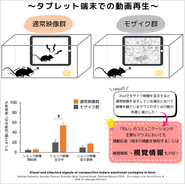 マウスの情動伝染実験
