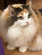 三毛猫