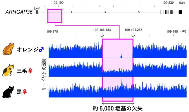 図2. 約5,000塩基の欠失の同定
