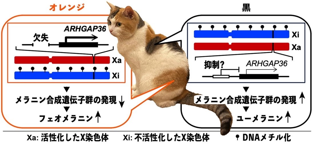 本研究で明らかになったオレンジ/黒の斑ができる仕組みの概要図