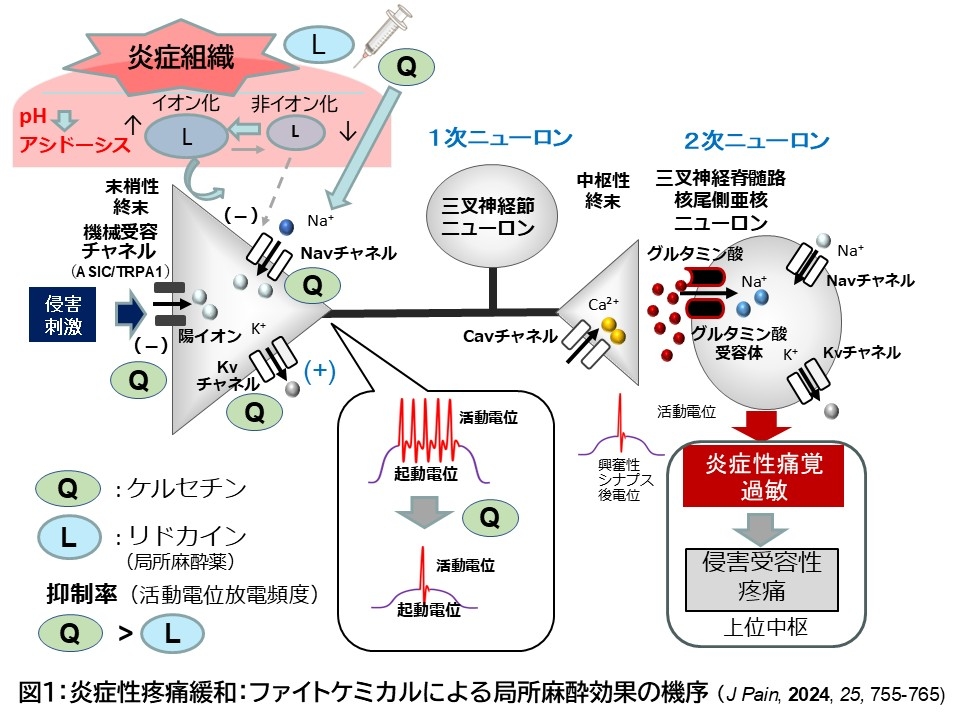 炎症性疼痛緩和:ファ色ケミカルによる局所麻酔効果の機序