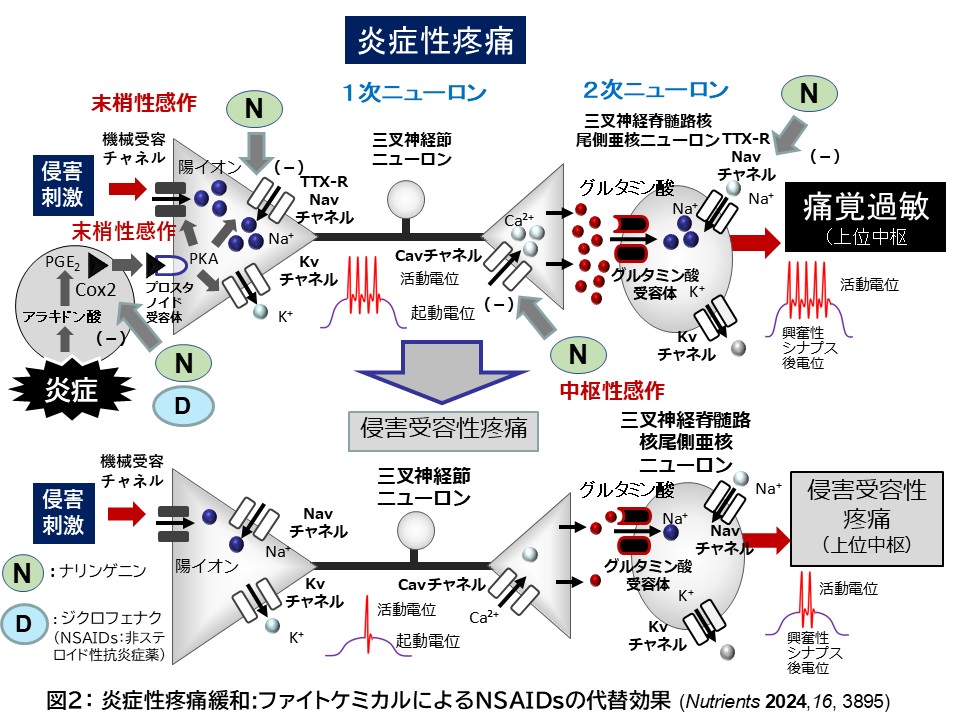 図2:炎症性疼痛緩和:ファイトケミカルによるNSAIDsの代替効果