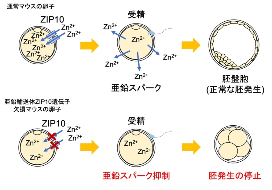 本研究で明らかにした亜鉛と受精・胚発生の関係を示すモデル図