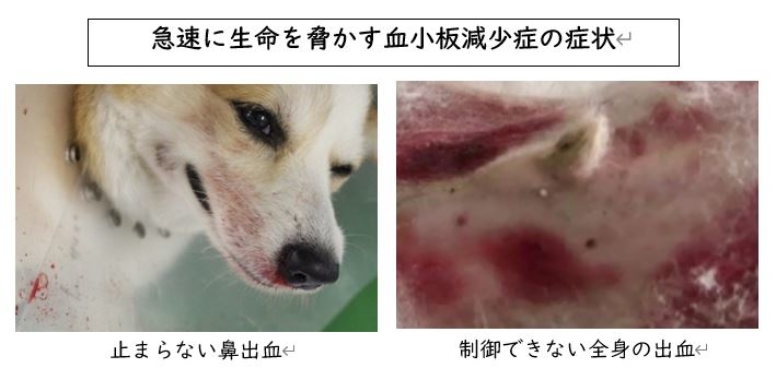 重篤な犬の血小板減少症の症状