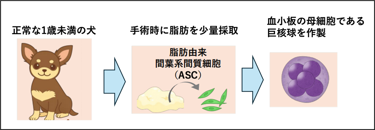 一般的に実施される不妊手術の際に出る脂肪を一部採取して