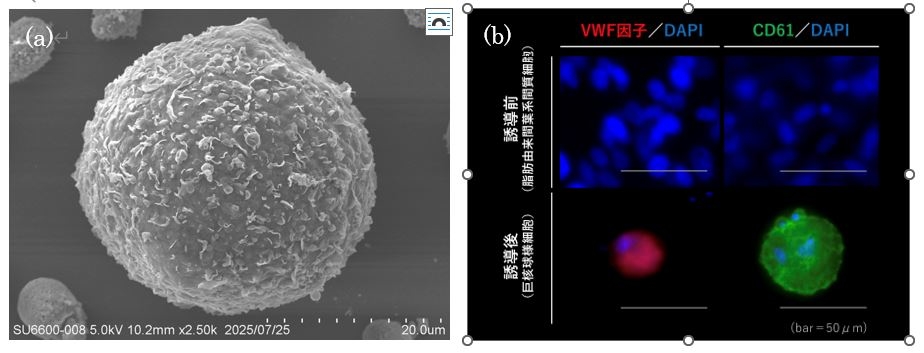  (a)間葉系間質細胞から誘導した犬の巨核球様細胞の電子顕微鏡画像、(b)誘導した巨核球様細胞は生体の巨核球に存在する特性を持つ。