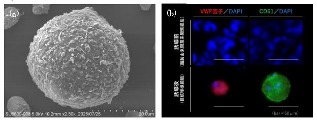 図3. (a)間葉系間質細胞から誘導した犬の巨核球様細胞の電子顕微鏡画像、(b)誘導した巨核球様細胞は生体の巨核球に存在する特性を持つ