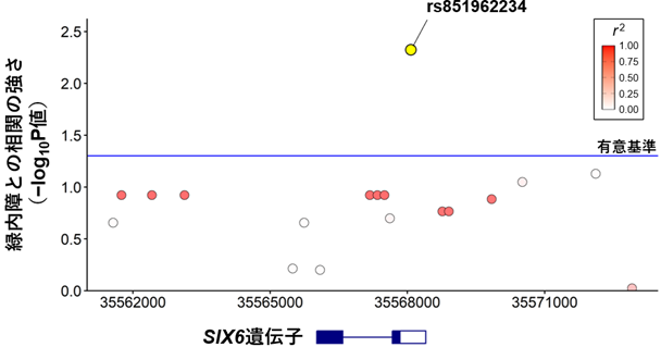 柴犬における緑内障とSIX6遺伝子領域の相関