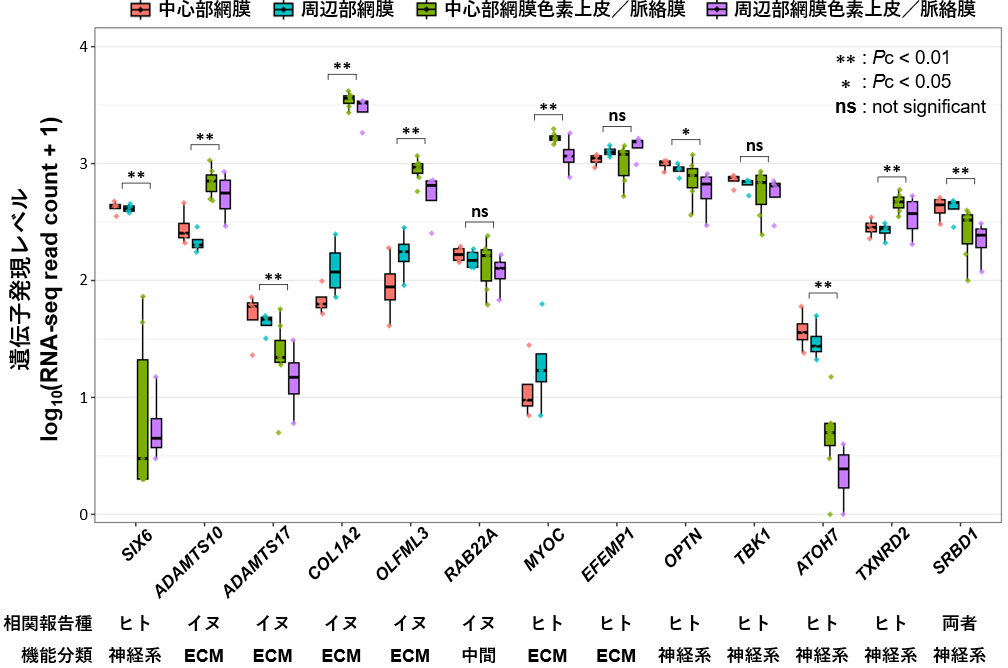 犬眼組織におけるSIX6遺伝子および緑内障関連遺伝子の発現