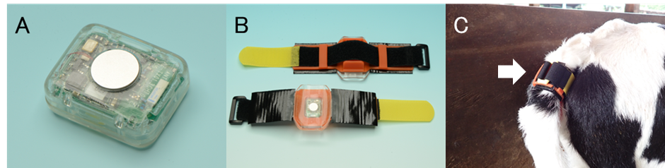 多機能尾部センサ(A)と装着器具(B)ならびに装着時の様子(C)