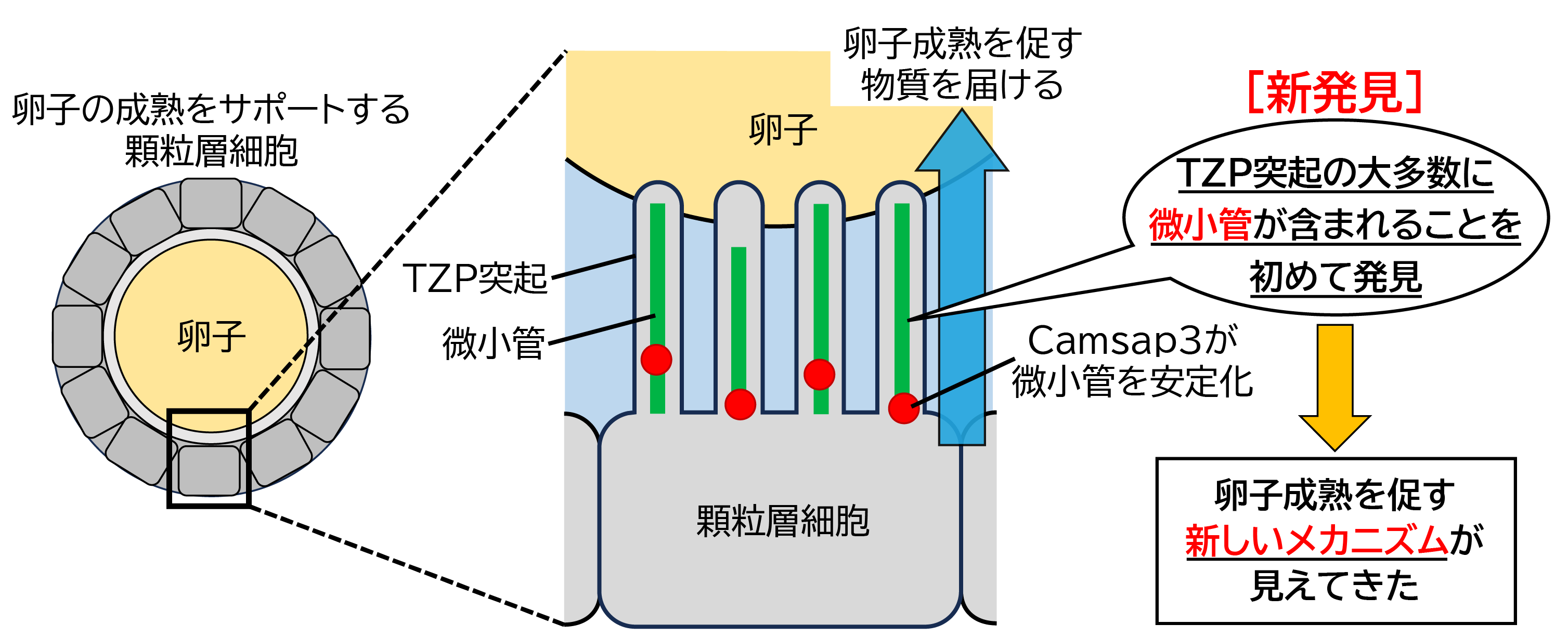 卵子周囲の細胞から卵子に向けて伸びる突起のほとんどに微小管が含まれていることを発見