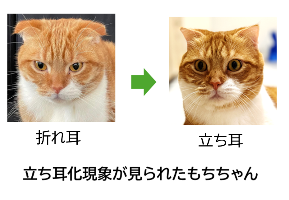立ち耳現象が見られたもちちゃん