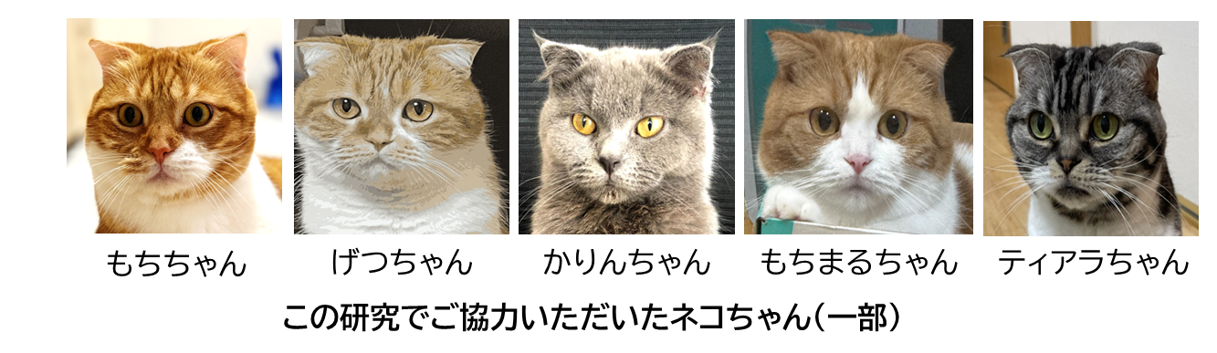 研究に協力いただいた契約者様よりいただいた写真