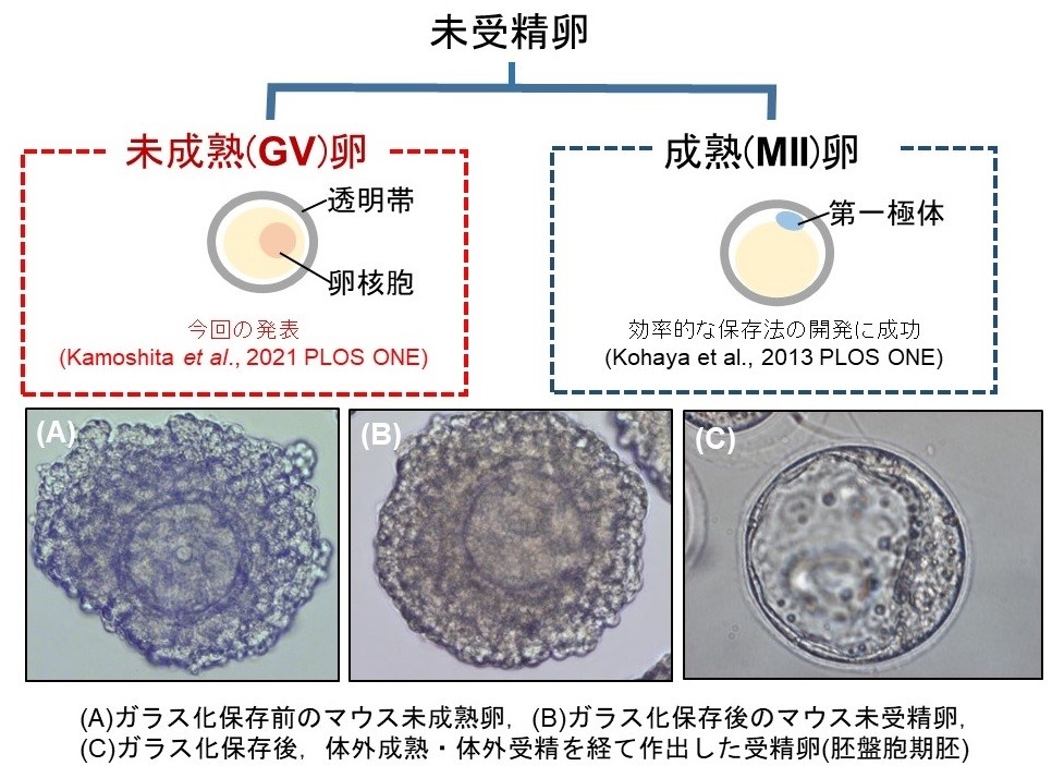 マウス未成熟卵の効率的ガラス化保存法の開発に成功