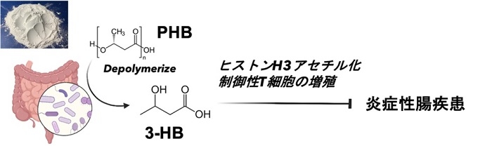 麻布大学、ポリヒドロキシ酪酸による炎症性腸疾患抑制作用を解明