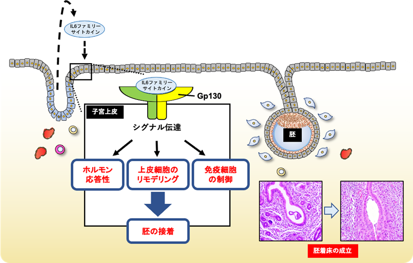 麻布大学研究成果：本研究で明らかにした胚着床機構のモデル図