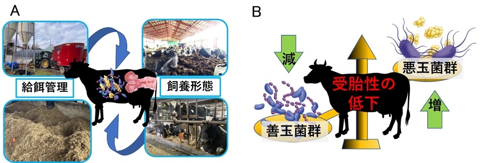 【プレスリリース】酪農を救う！！ウシの繁殖改善に新たな可能性～子宮内細菌叢が受胎に関与か？