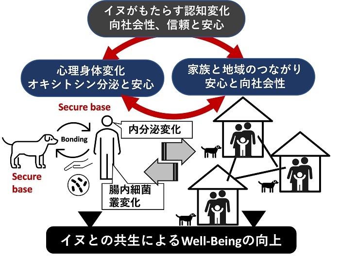 麻布大学の菊水健史教授らによる研究が科学研究費助成事業「基盤研究（S）」に採択 ～「ヒトイヌ共生によるWell-beingの向上 -- 身体・向社会性・社会ネットワークの強化との関連」