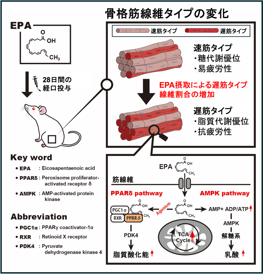 獣医学部水野谷准教授らが魚油に含まれるEPAが脂質燃焼型の抗疲労性筋線維を増加することを発見